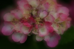 紫陽花の詩　12 