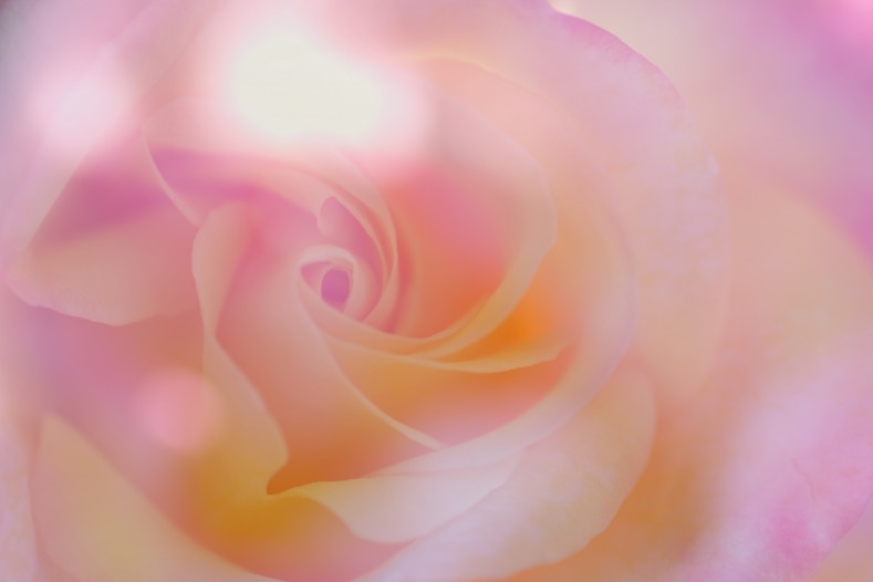 秋薔薇　5