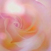 秋薔薇　5