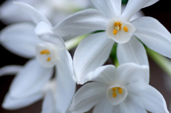 　　　華花　1