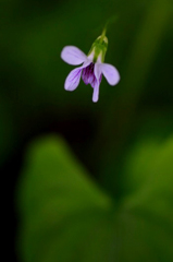 　　　野辺の花　2