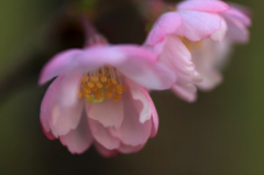 　　花写　1