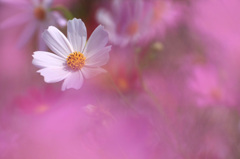 　　　秋桜の詩　　3