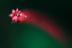 花のワルツ　14　