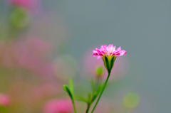 　　　乙女のかがやき