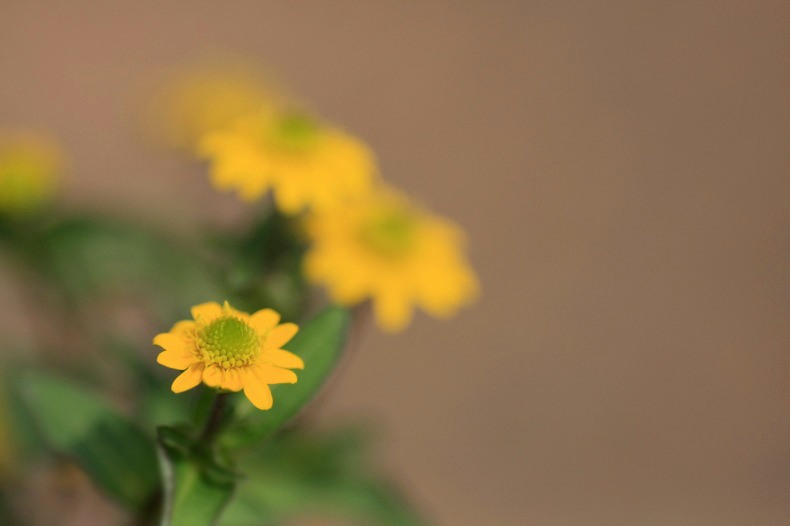 　　　花写　　9