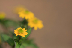 　　　花写　　9