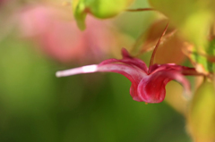 　　　花野辺　7