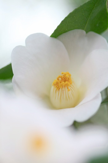 　　　花つばき　4　