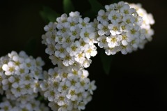 花のワルツ　12