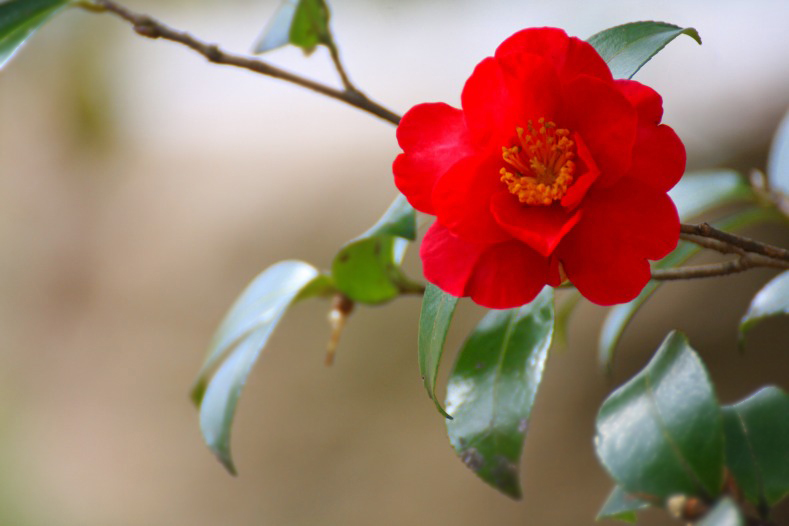 　　花たより　1