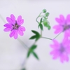 花写　(1