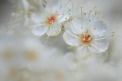 　　　梅花にも似て