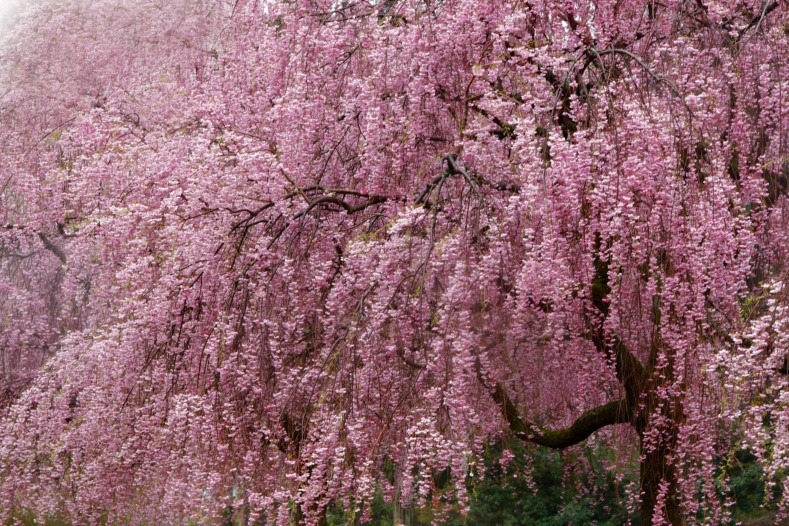　　さくら 桜 櫻　(21