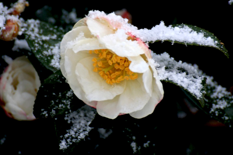 　　　雪ツバキ　　1