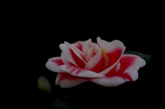 花写　ツバキ