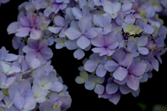 　　　六月の花色　2