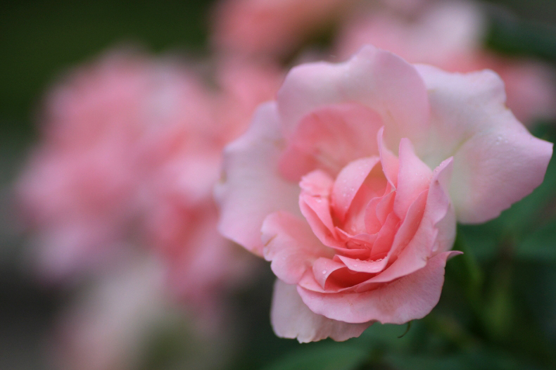 　　花写　14　薔薇 