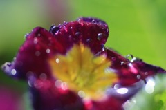 水玉の詩　(14