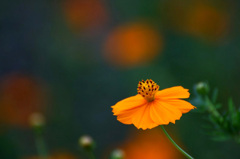 　　　花写　　6