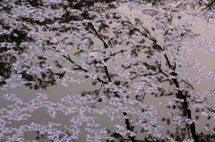 　　ふたたび咲いて