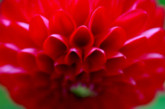 　　花びら模様