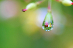 　　　雨しずく