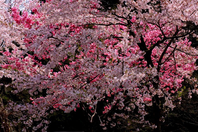 　　さくら 桜 櫻　(22