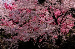 　　さくら 桜 櫻　(22