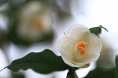 花のワルツ　22