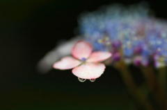 　　　花雫