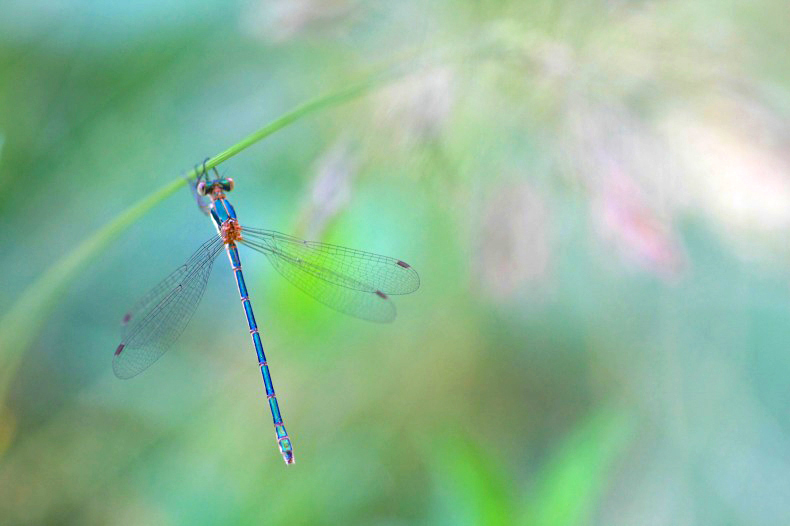 　　　ぶらさがり健康法