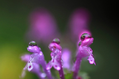 　　　花雫　3