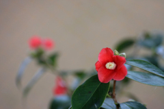 　　花便り　10