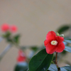 　　花便り　10
