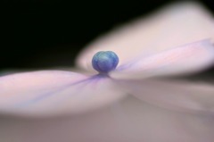 　　　蕾のままで