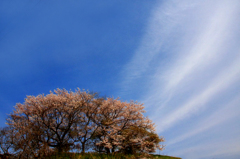 　　さくら 桜 櫻　(19
