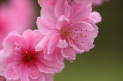 　　　華花　7