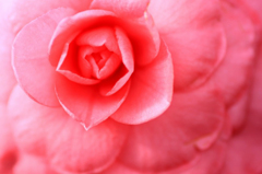 　　花想い　1 