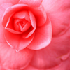 　　花想い　1 
