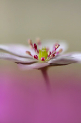 　　春告げる花　6