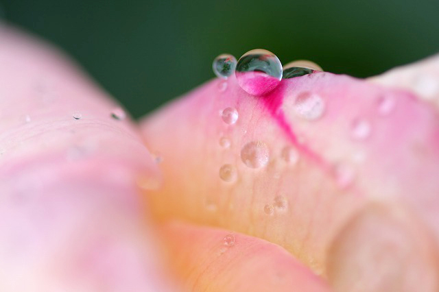 　　　花雫　　1