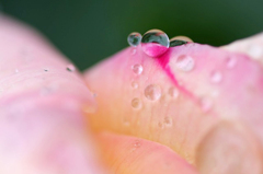 　　　花雫　　1