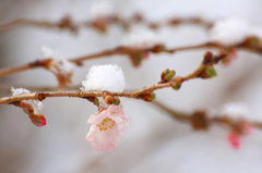 　　　雪の朝に　　1