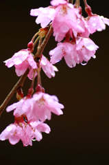 　　　花雫　14