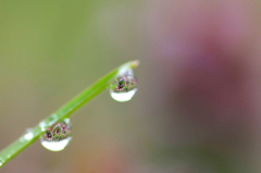 　　　花雫　15