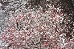 　　春の淡雪　15