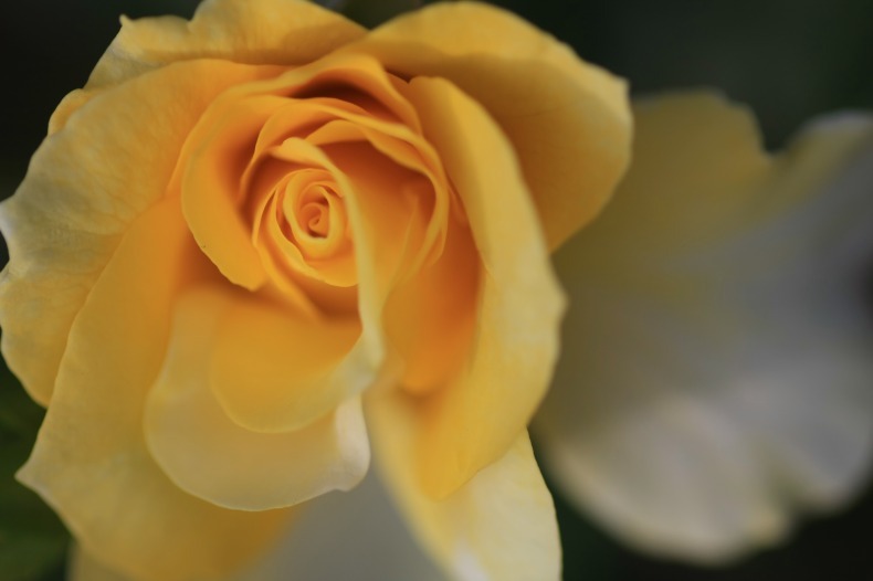 　　　花びらのドレス