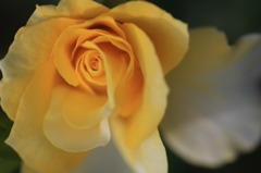 　　　花びらのドレス