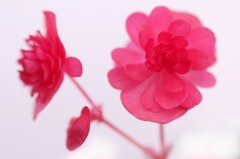花写　(4